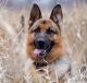 Identification des chiens et de leurs propriétaires à Kintambo