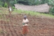 Un projet de maraîchage en faveur de femmes dans la commune de Kintambo